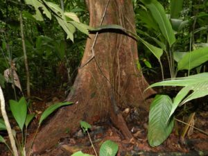 Tronc d'arbre de Guyane