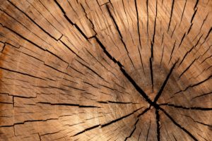 Tronc d'arbre en coupe