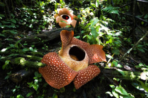 Rafflesia arnoldii : la plus grosse fleur du monde