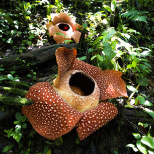 Rafflesia arnoldii