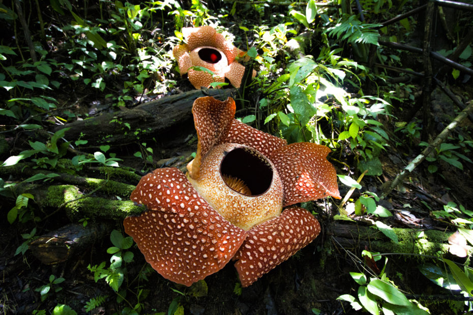 Rafflesia arnoldii