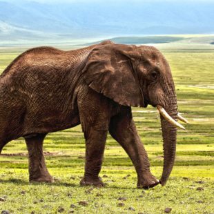 éléphant dans la savane