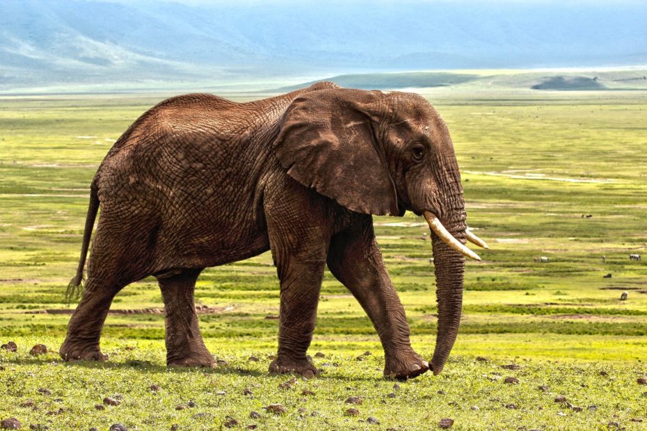 éléphant dans la savane