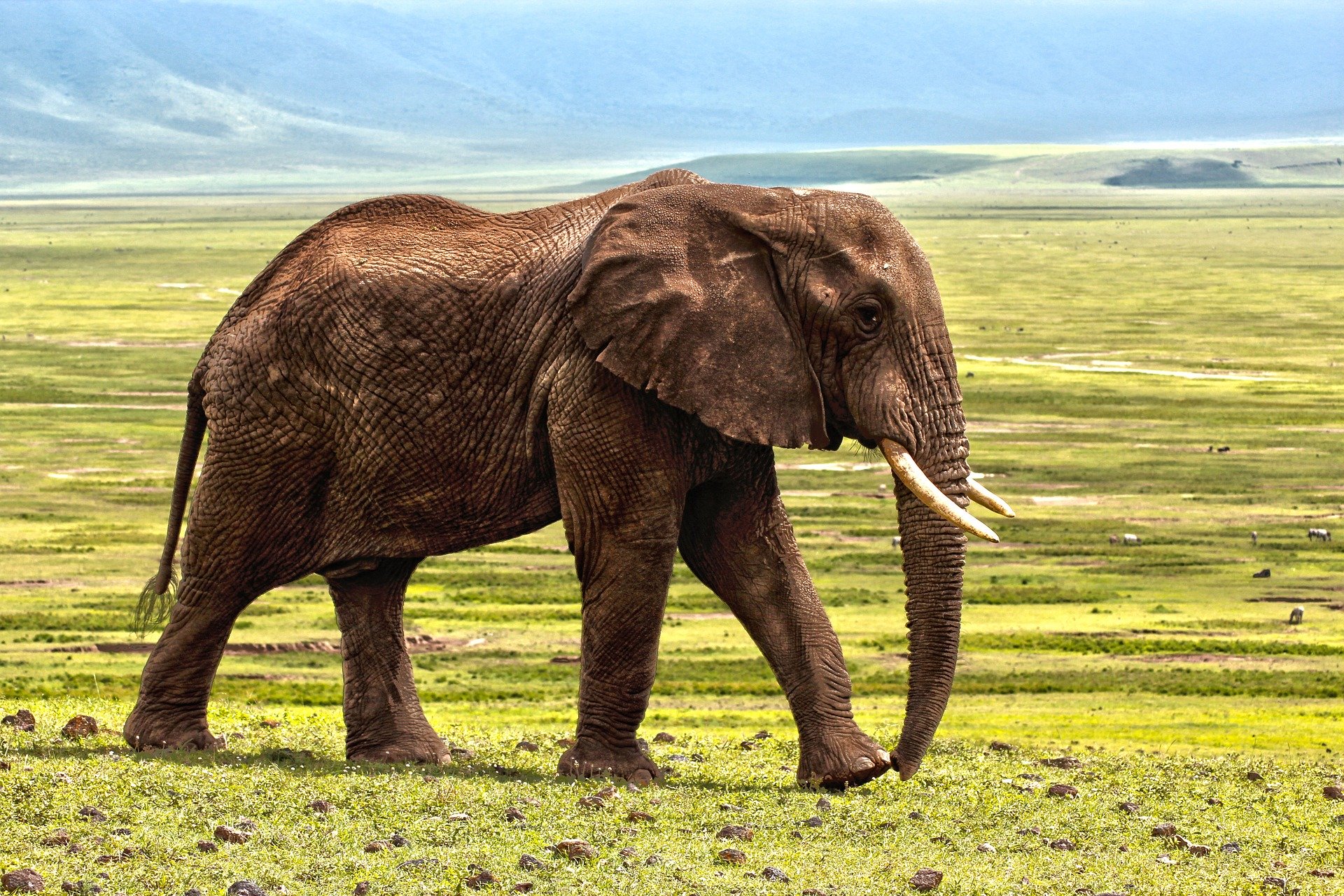 L'éléphant comprend les langues humaines