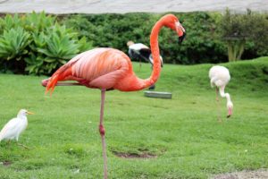 Flamant rose se tenant sur une patte au milieu d'une verte prairie