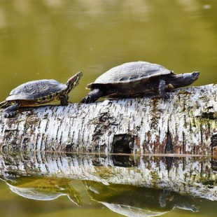 2 tortues marchant sur un tronc d'arbre