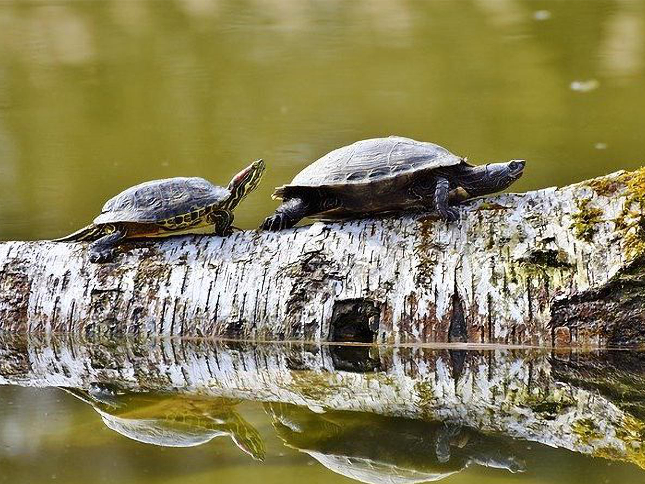 2 tortues marchant sur un tronc d'arbre