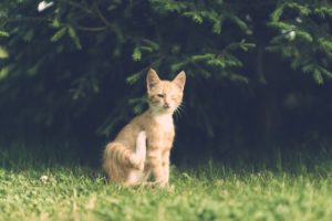 Chat qui se gratte dans un jardin, image de Dariusz Sankowski de Pixabay