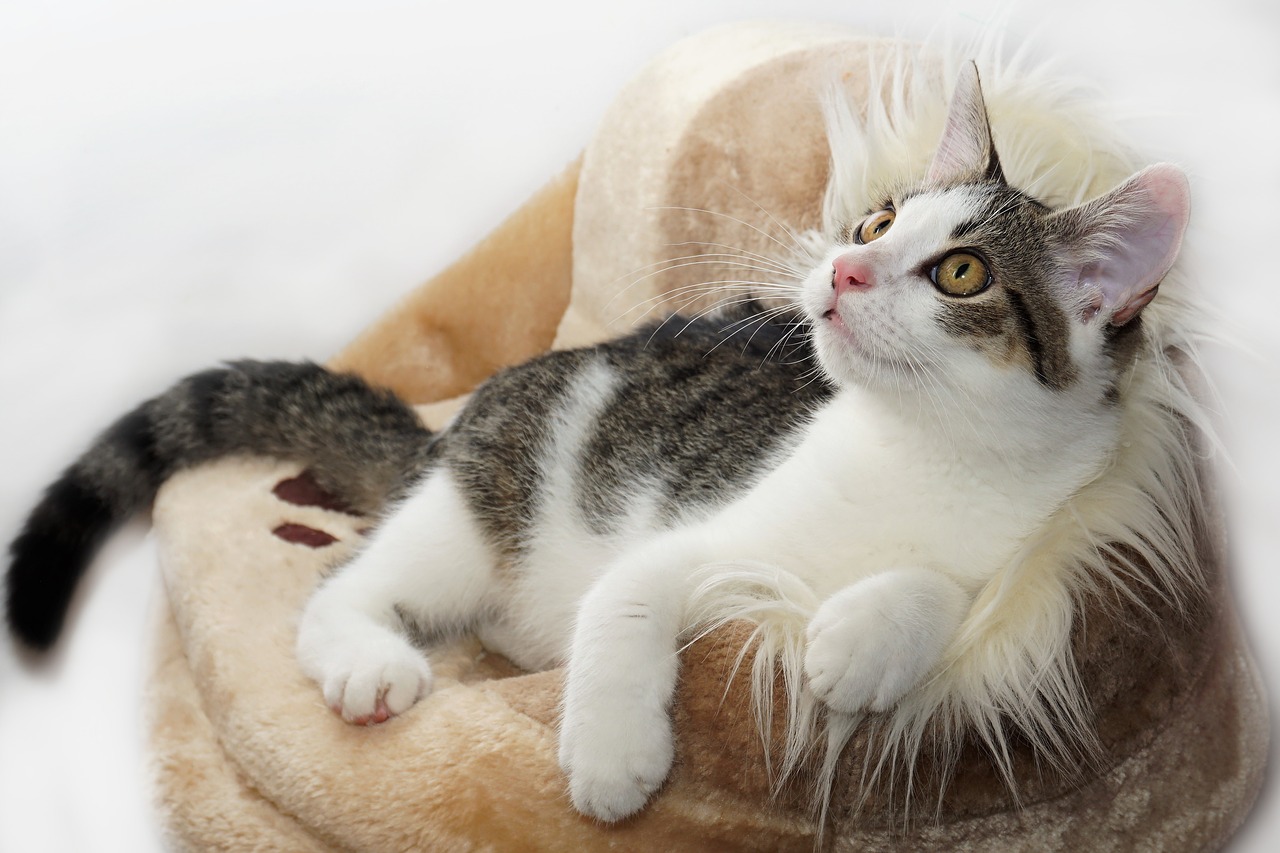 Un chat couché dans son panier qui a l'air heureux