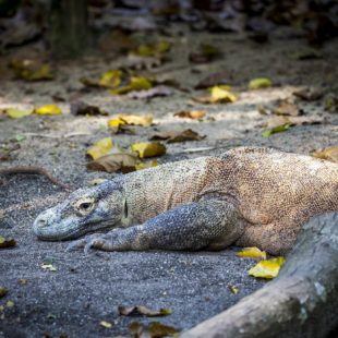 Dragon Komodo