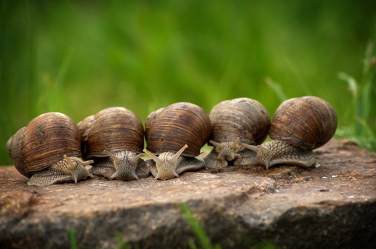 Escargots de Bourgogne — Wikipédia