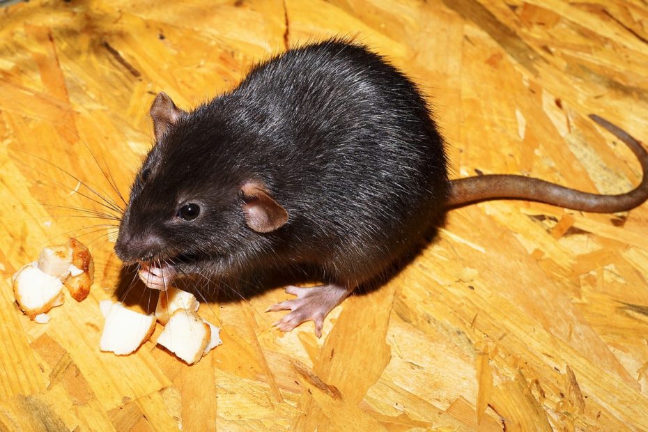 rat qui mamge des morceaux de fromage