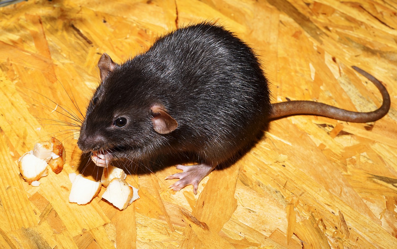rat qui mamge des morceaux de fromage