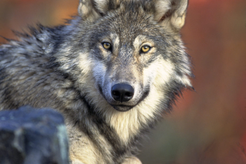 Loup gris couché