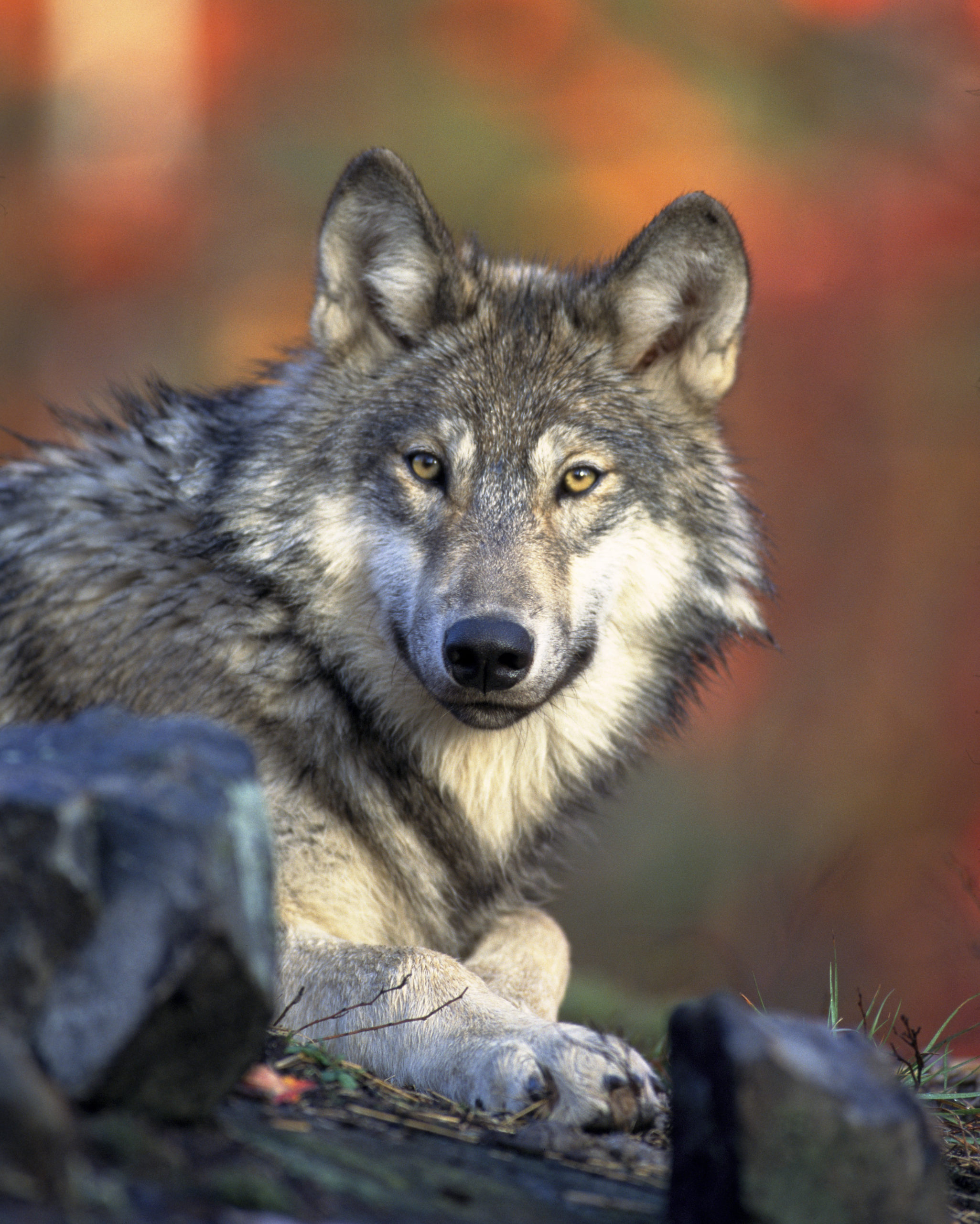 Loup gris couché