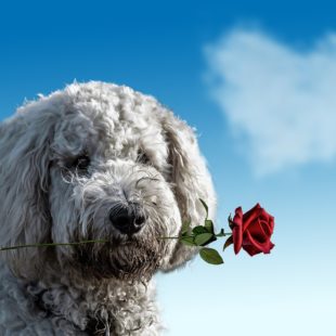 Chien de race caniche tenant une rose rouge dans sa gueule