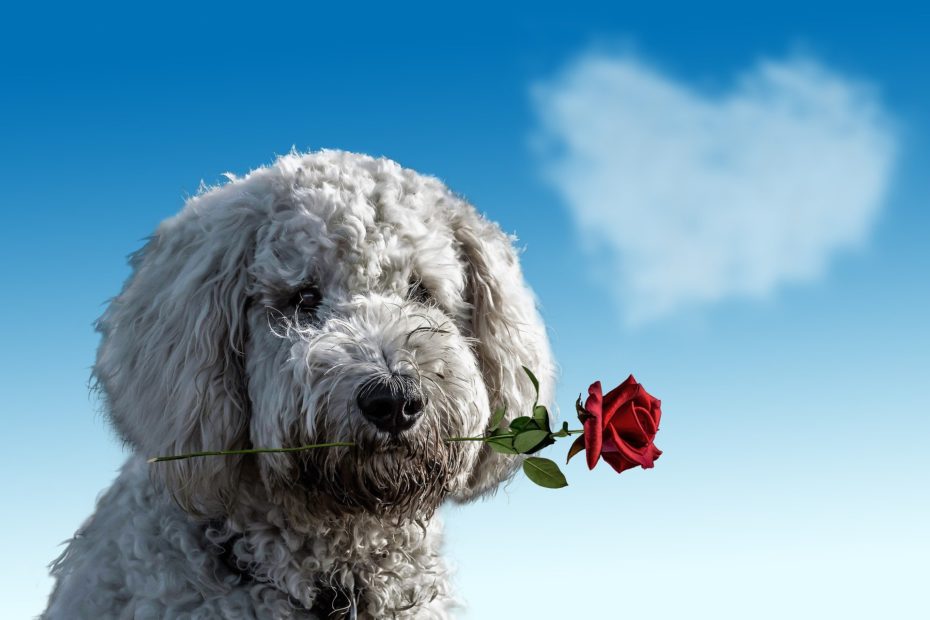 Chien de race caniche tenant une rose rouge dans sa gueule