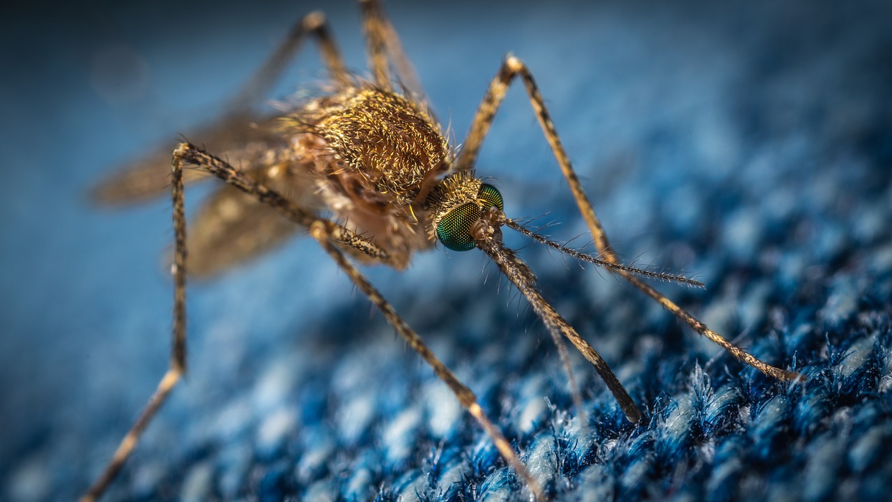 Moustique en gros plan sur un tissus laineux bleu