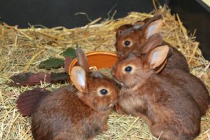 5 bébés lapins (lapereaux) sur la paille autour de leur gamelle
