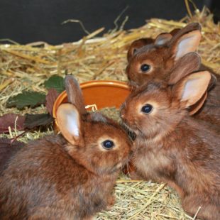 5 bébés lapins (lapereaux) sur la paille autour de leur gamelle