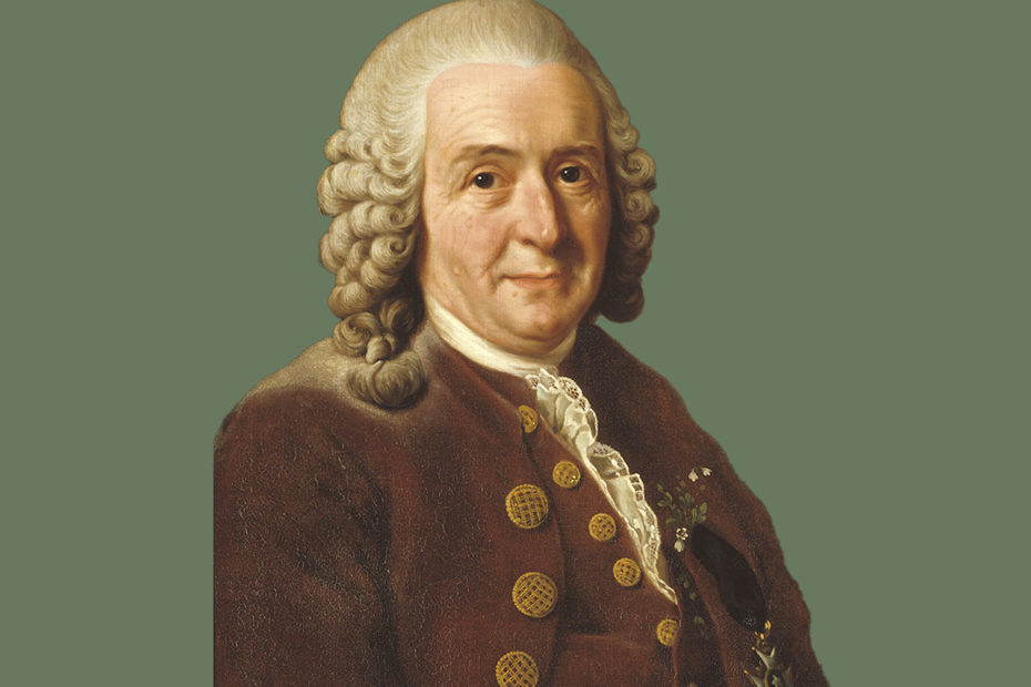 Portrait de Carl von Linné