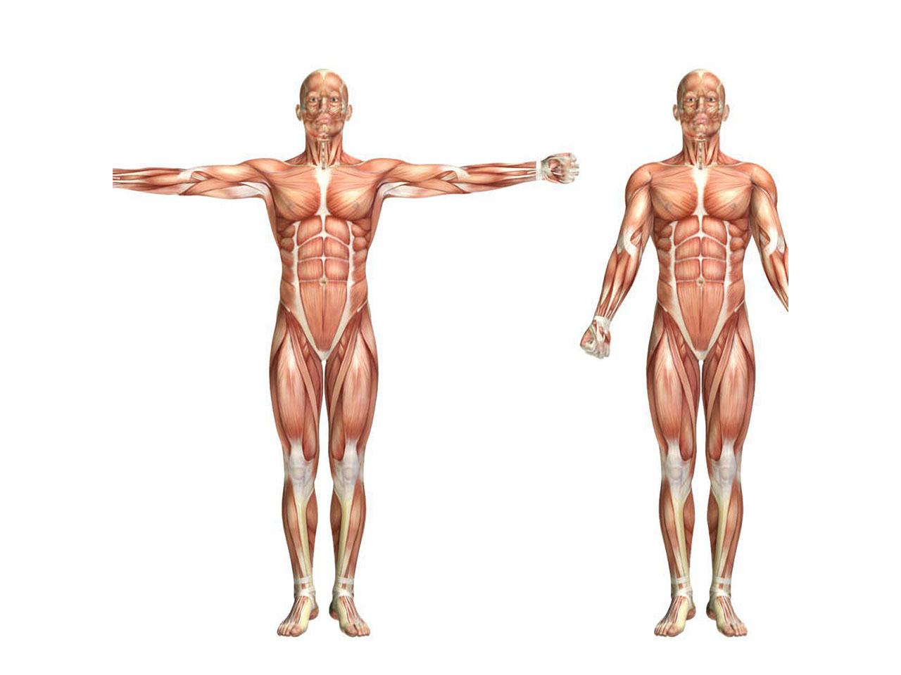 Anatomie du corps humain masculin