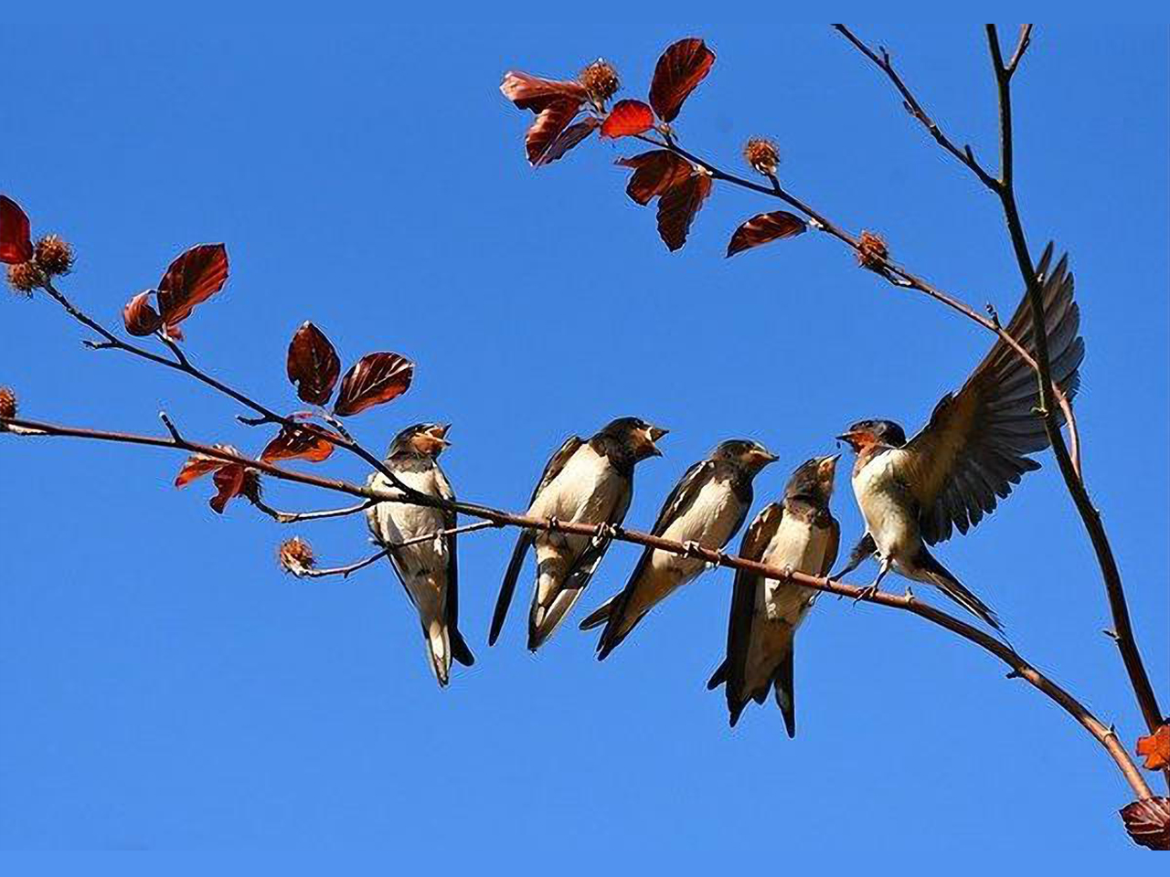 5 hirondelles sur une branche