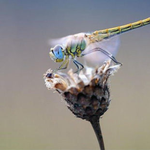 libellule sur une fleur