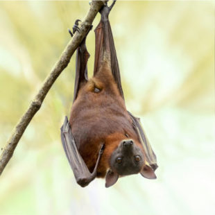 Photographie de chauve-souris agrippée tête en bas à une branche