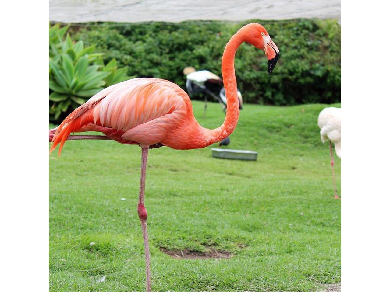 Flamant rose se tenant sur une patte au milieu d'une verte prairie