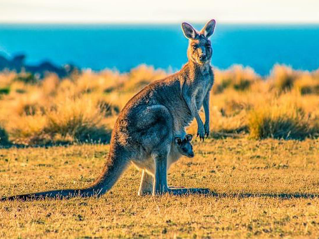 Femelle kangourou avec son bébé dans sa poche ventrale. Photo prise en Australie.