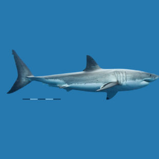 Mégalodon