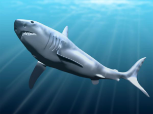 mégalodon