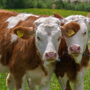 2 vaches qui regardent la même direction