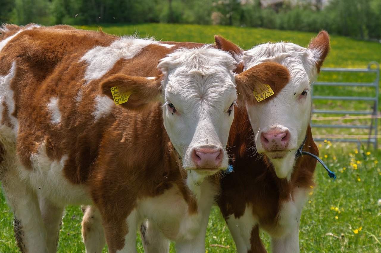 2 vaches qui regardent la même direction