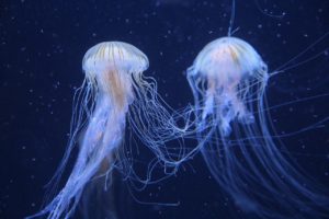 photo de deux méduses translucides dans l'océan