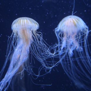 photo de deux méduses translucides dans l'océan