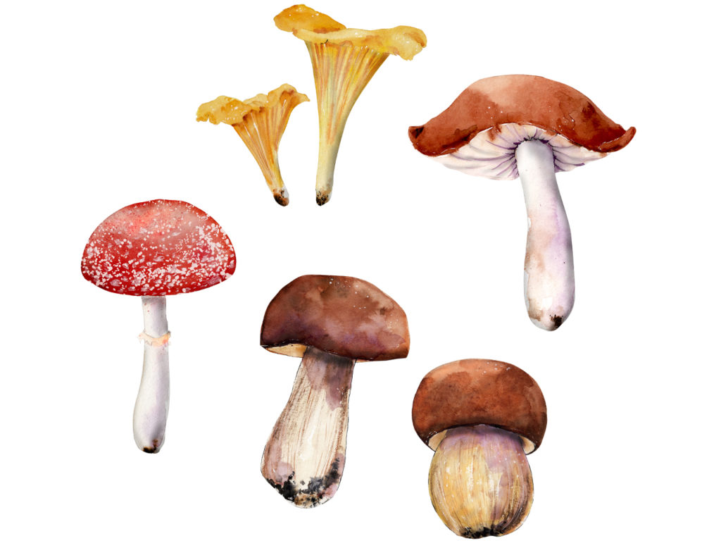 Illustration représentant différentes variétés de champignons