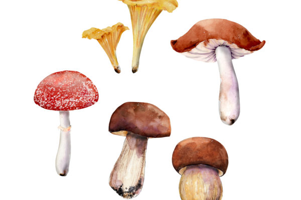 Illustration représentant différentes variétés de champignons