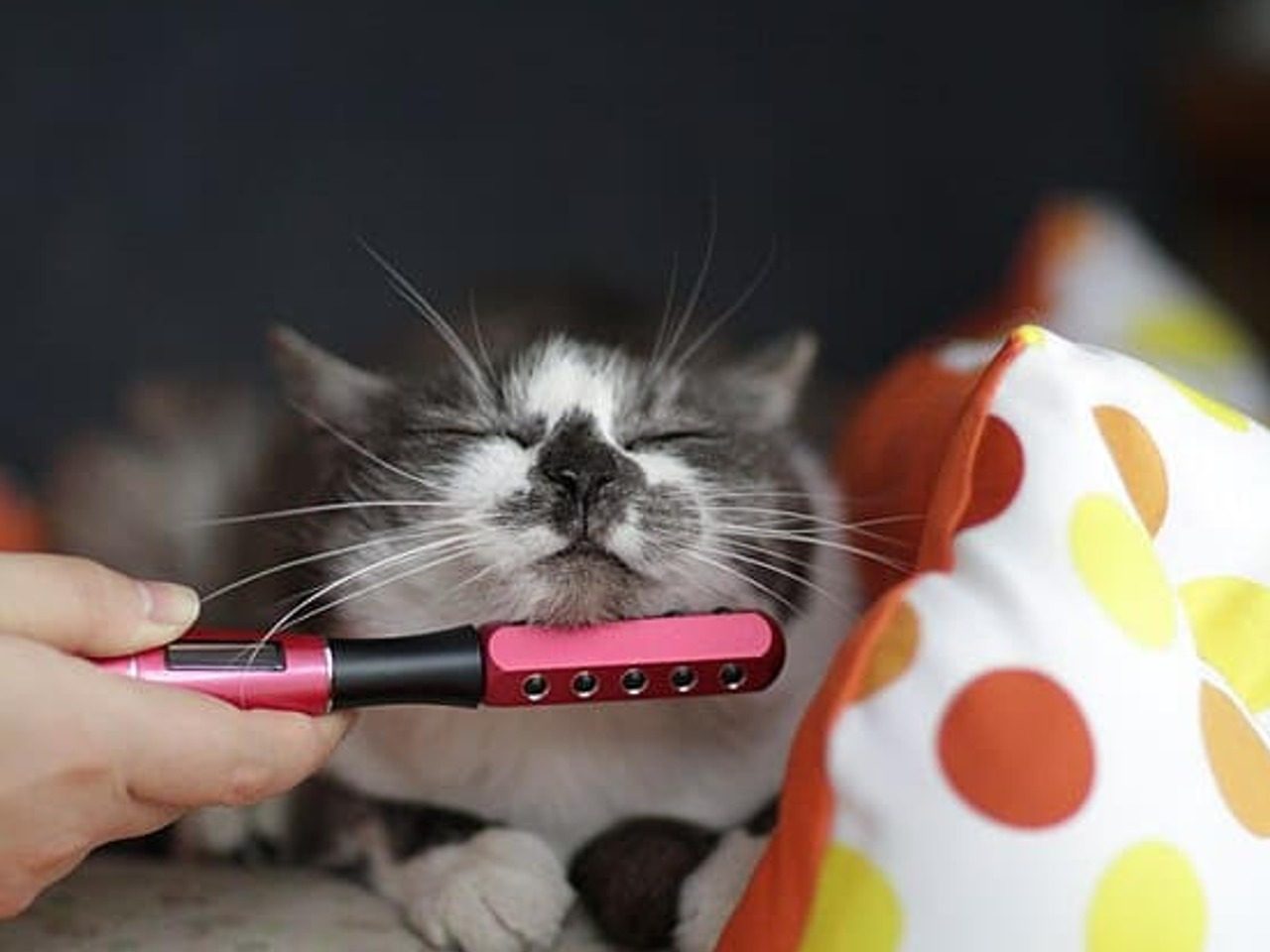 Chat câliné en plein moment de bien-être