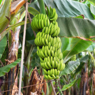 photographie d'une bananeraie