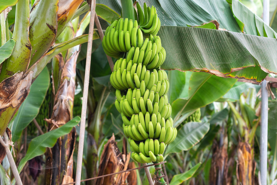 photographie d'une bananeraie