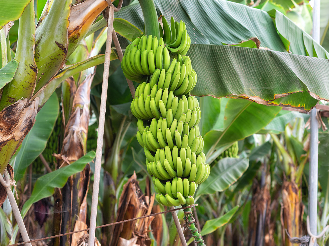 Génétique : Les bananes sont-elles un fruit modifié ?