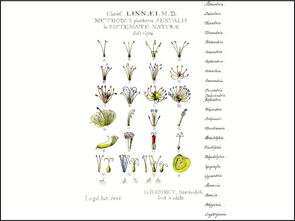Catégories botanique dans le système de Linné