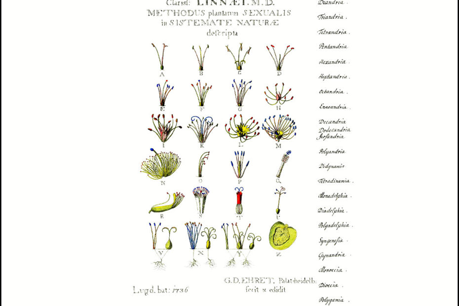Catégories botanique dans le système de Linné