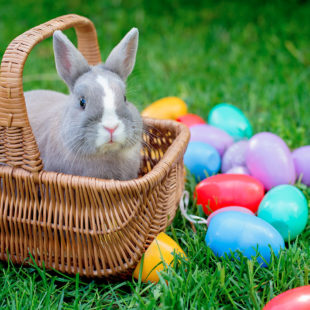 lapin dans un panier en osier placé à côté d'oeufs de Pâques