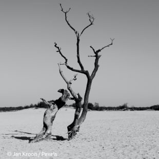 arbre desséché par le soleil