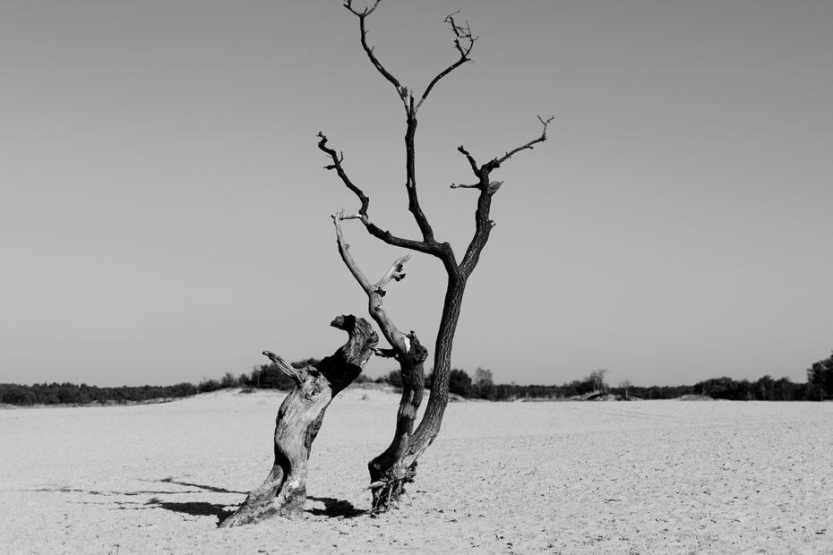 arbre desséché par le soleil