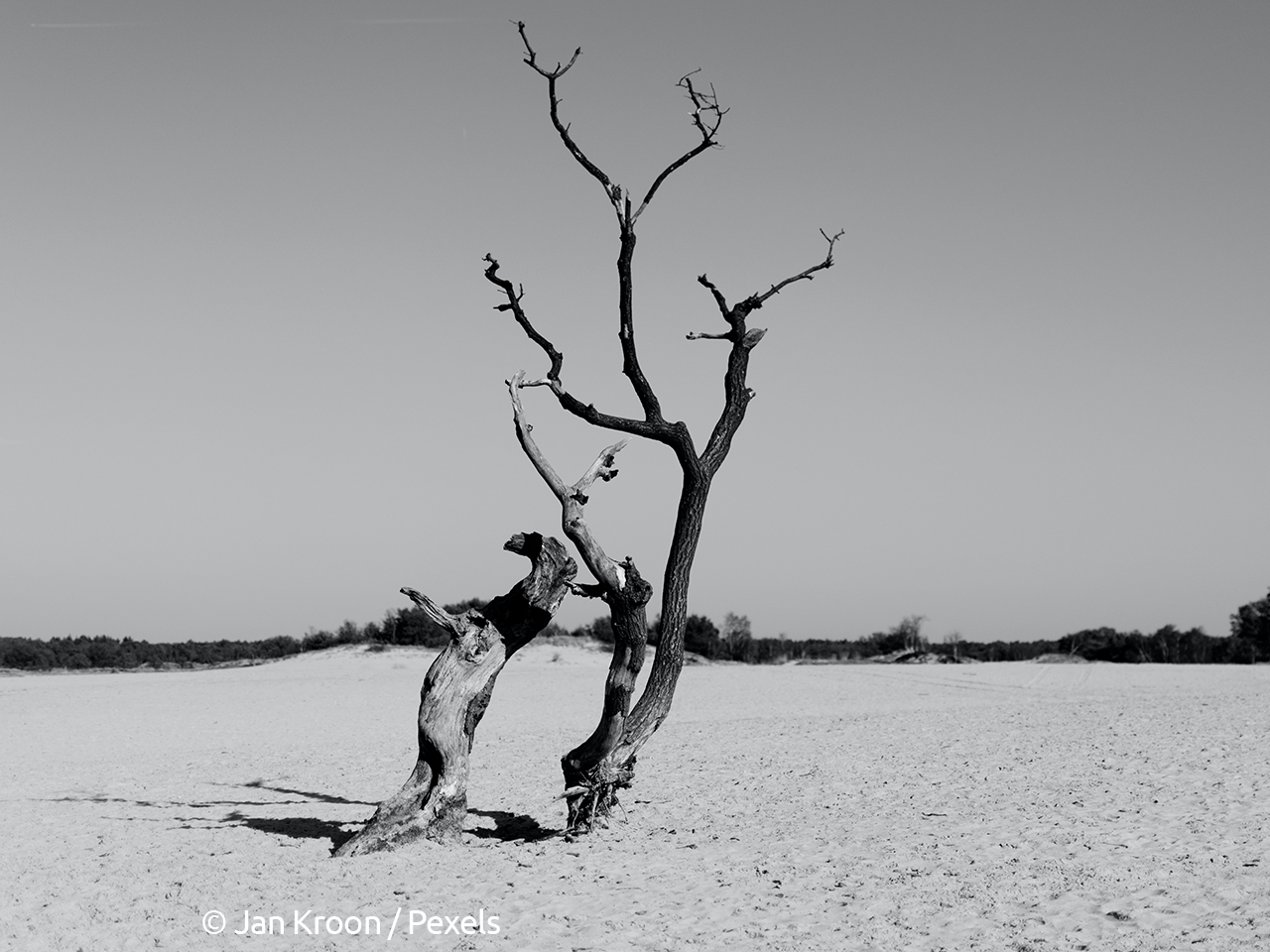 arbre desséché par le soleil