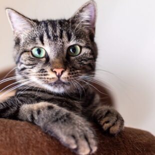 Chat tigré aux yeux verts